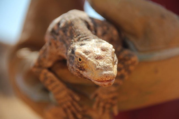 Doğaya bırakıldı