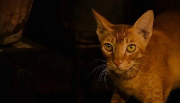 Doğduğu ilk günden beri kafayı takmıştı! Kedi, bebeği kaçırıp ölümüne sebep oldu