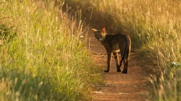 Foto - Doğduğu ilk günden beri kafayı takmıştı! Kedi, bebeği kaçırıp ölümüne sebep oldu