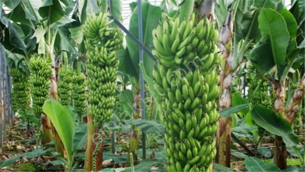 Foto - Doğru bildiğimiz yanlışlar