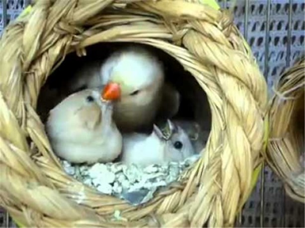 Foto - Doğru bildiğimiz yanlışlar