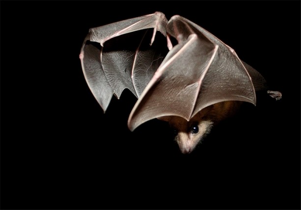 Foto - Doğru bildiğimiz yanlışlar