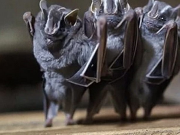 Doğru bilinen 12 yanlış