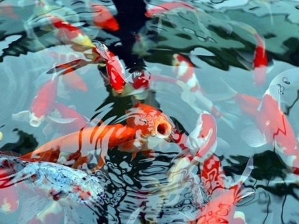 Foto - Doğru bilinen 12 yanlış