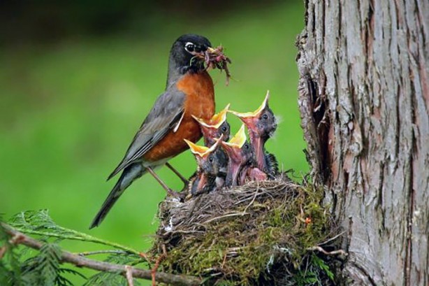 Foto - Doğru biliyorsunuz ama yanlış!