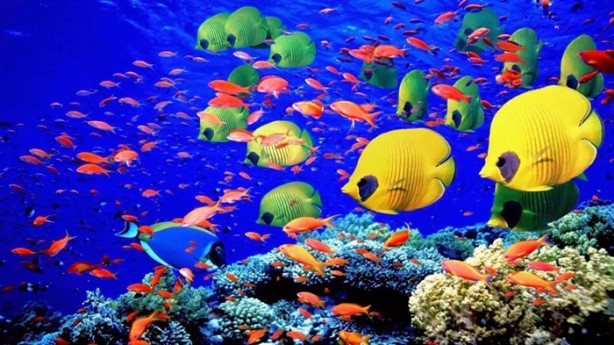 Foto - Doğru biliyorsunuz ama yanlış!