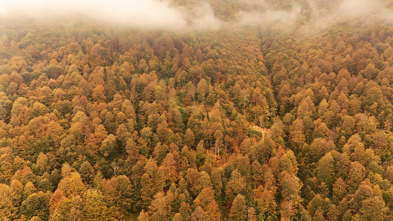 Foto - Doğu Karadeniz'de nefes kesen sonbahar manzarası