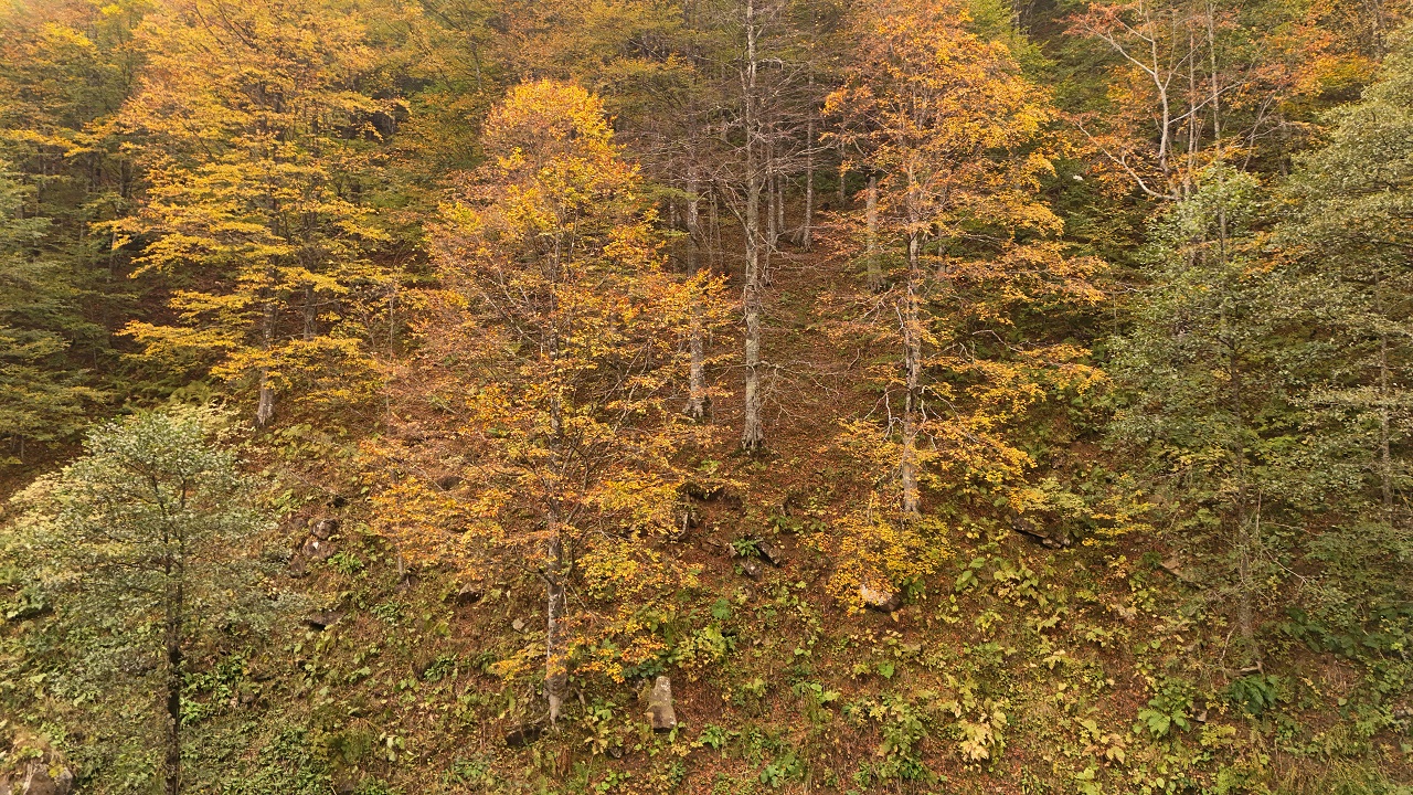 Foto - Doğu Karadeniz'de nefes kesen sonbahar manzarası