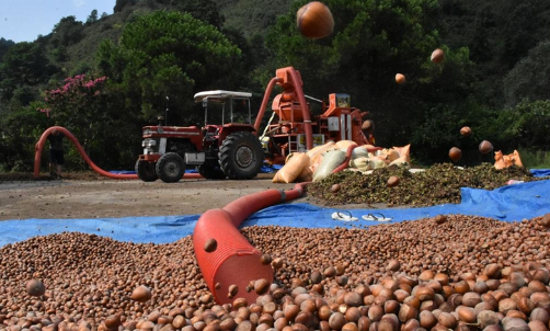 Doğu Karadeniz’de patoz mesaisi başladı: Saatlik ücretleri dudak uçuklattı