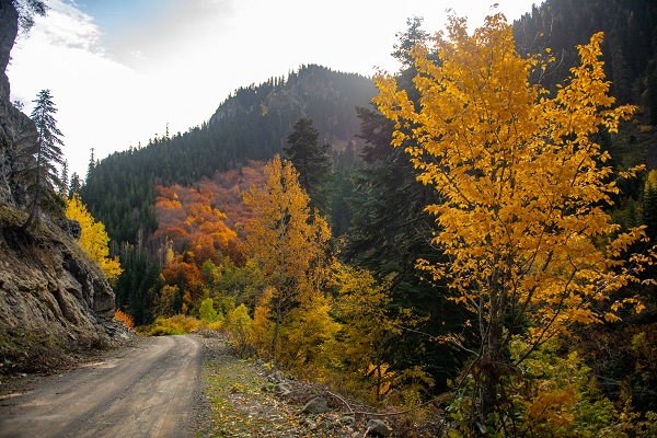 Foto - Doğu Karadeniz’in doğal sit alanı: Papart Vadisi