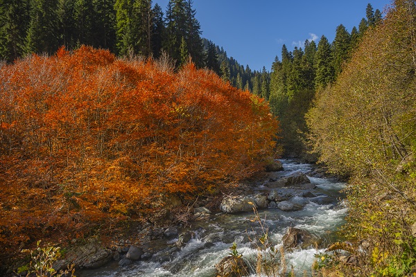 Foto - Doğu Karadeniz’in doğal sit alanı: Papart Vadisi