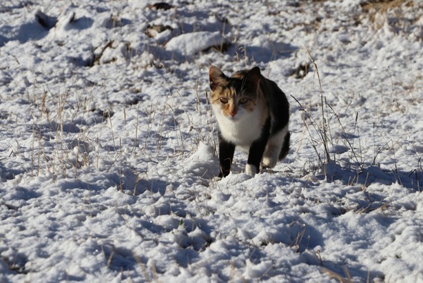 Foto - Doğu Karadeniz'in yüksek rakımlı yaylalarına kar yağdı