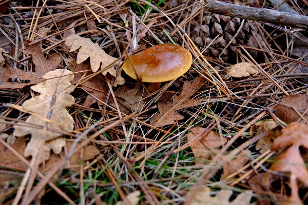 Foto - Doğa tutkunlarının objektifinden mest eden kareler