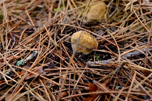 Foto - Doğa tutkunlarının objektifinden mest eden kareler