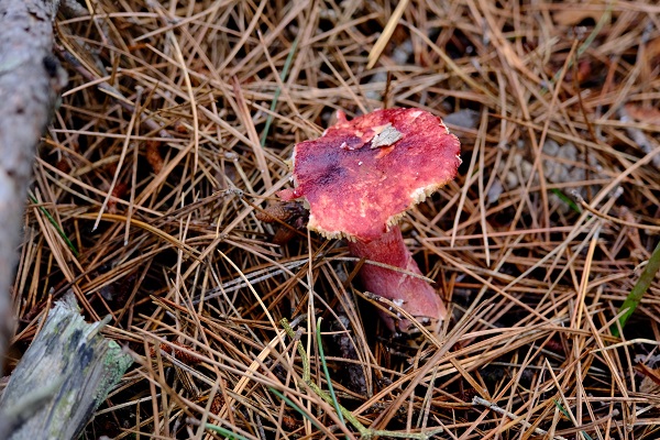 Doğa tutkunlarının objektifinden mest eden kareler