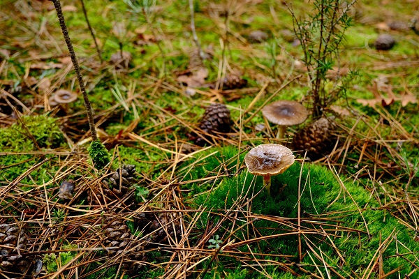 Foto - Doğa tutkunlarının objektifinden mest eden kareler