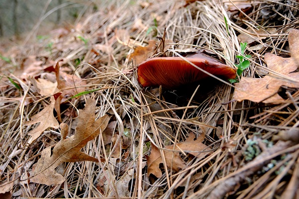 Foto - Doğa tutkunlarının objektifinden mest eden kareler