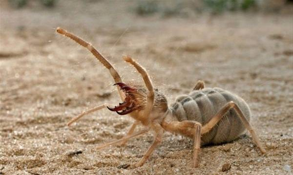 Foto - Doğudaki askerlerin kabusu oldu! Sadece geceleri ortaya çıkıyor