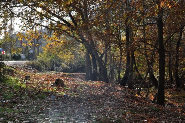 Foto - Doğu'nun incisi sonbaharda ayrı güzel