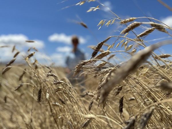 Foto - Doktor çift üretim yapıyor! Bu besin kanser hastalarına şifa dağıtıyor