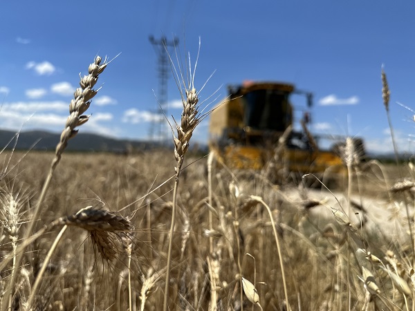 Foto - Doktor çift üretim yapıyor! Bu besin kanser hastalarına şifa dağıtıyor
