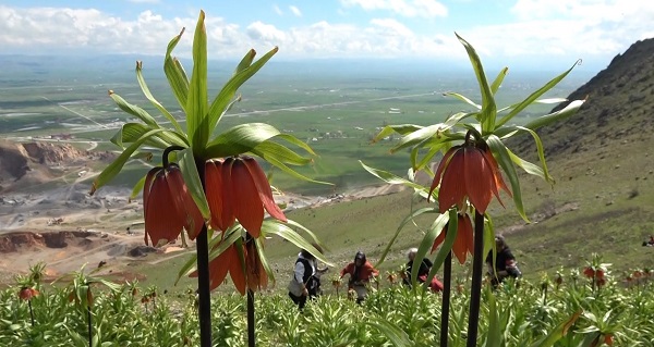Foto - Dokunamadılar bile! 2 saat yol gittiler ama korkudan geri geldiler