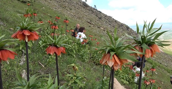 Foto - Dokunamadılar bile! 2 saat yol gittiler ama korkudan geri geldiler