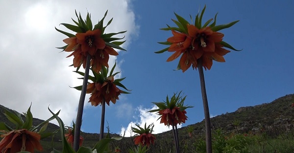 Foto - Dokunamadılar bile! 2 saat yol gittiler ama korkudan geri geldiler