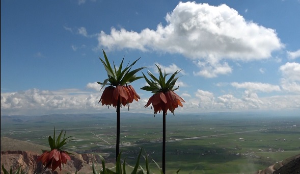 Foto - Dokunamadılar bile! 2 saat yol gittiler ama korkudan geri geldiler