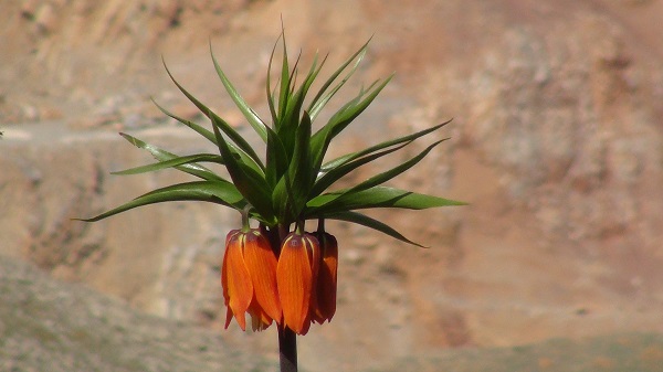 Foto - Dokunamadılar bile! 2 saat yol gittiler ama korkudan geri geldiler
