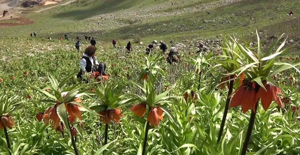 Foto - Dokunamadılar bile! 2 saat yol gittiler ama korkudan geri geldiler