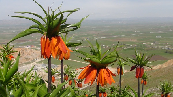 Foto - Dokunamadılar bile! 2 saat yol gittiler ama korkudan geri geldiler