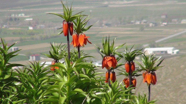Foto - Dokunamadılar bile! 2 saat yol gittiler ama korkudan geri geldiler