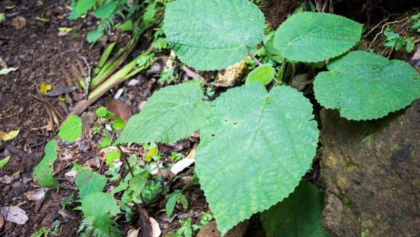 Foto - Dokunan kişilerde intihar etme isteği uyandıran "cimpi cimpi" bitkisinin korkunç özellikleri!