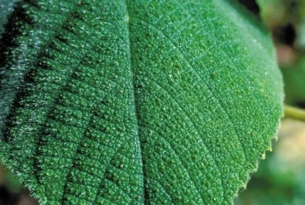 Foto - Dokunan kişilerde intihar etme isteği uyandıran "cimpi cimpi" bitkisinin korkunç özellikleri!