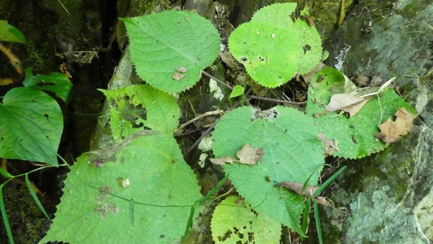 Foto - Dokunan kişilerde intihar etme isteği uyandıran "cimpi cimpi" bitkisinin korkunç özellikleri!