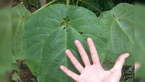 Dokunan kişilerde intihar etme isteği uyandıran "cimpi cimpi" bitkisinin korkunç özellikleri!