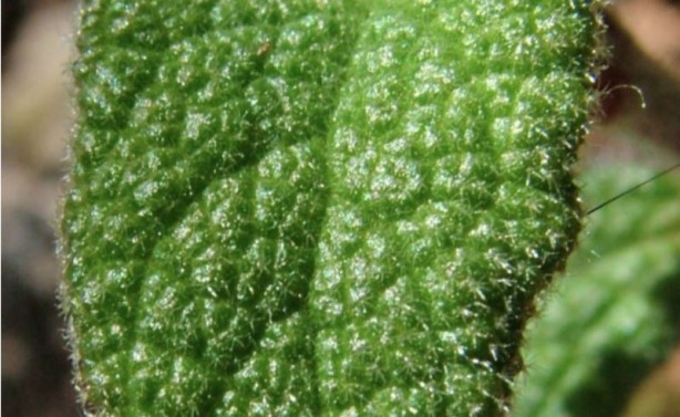 Foto - Dokunan kişilerde intihar etme isteği uyandıran "cimpi cimpi" bitkisinin korkunç özellikleri!