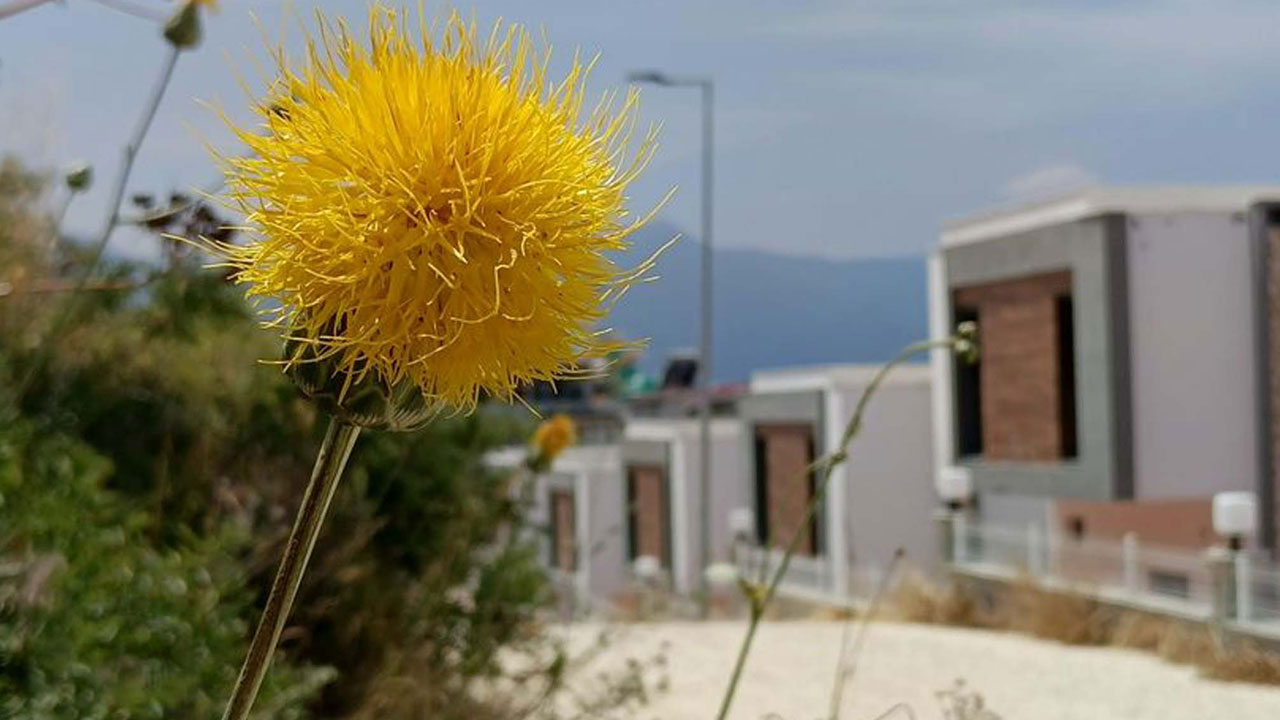 Foto - Dokunmanın bedeli 557 bin TL! Doğanın nadir hazinesi Tülüşah yeniden çiçek açtı