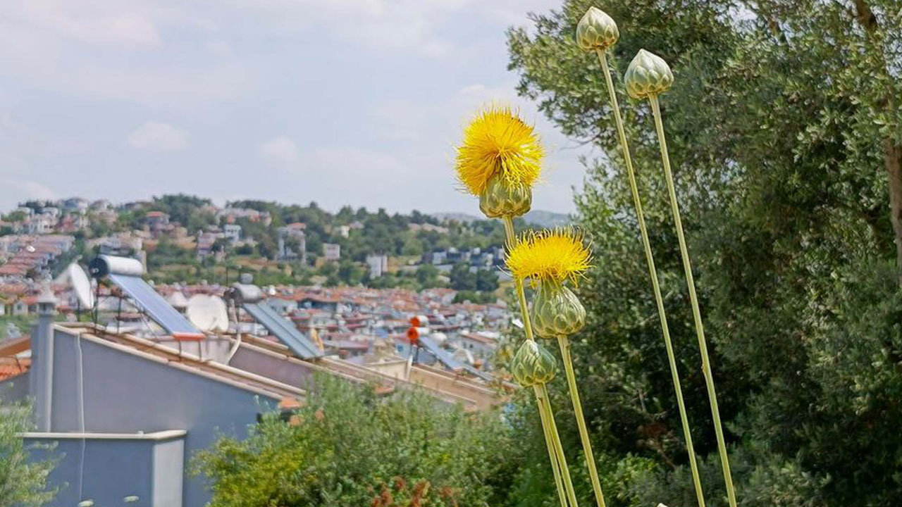 Foto - Dokunmanın bedeli 557 bin TL! Doğanın nadir hazinesi Tülüşah yeniden çiçek açtı