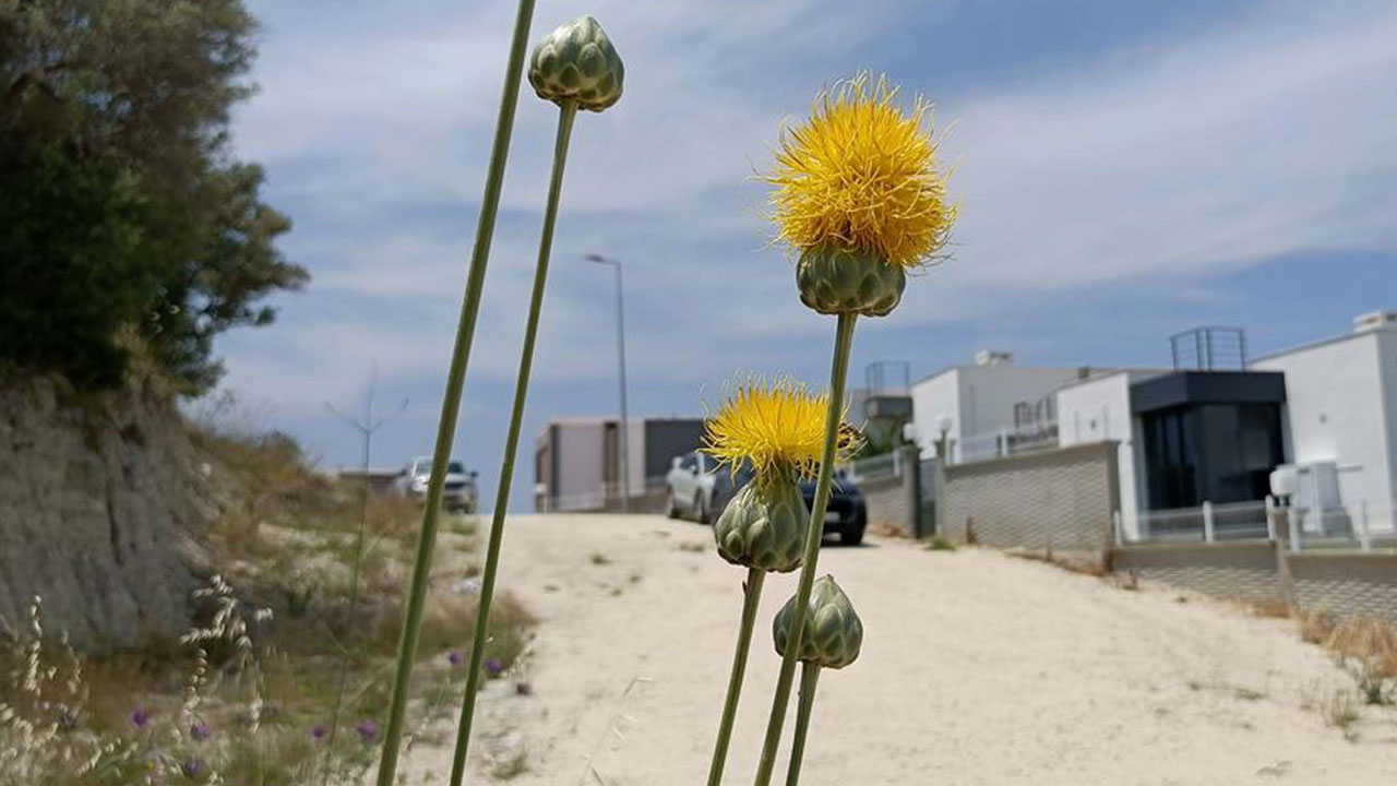 Foto - Dokunmanın bedeli 557 bin TL! Doğanın nadir hazinesi Tülüşah yeniden çiçek açtı