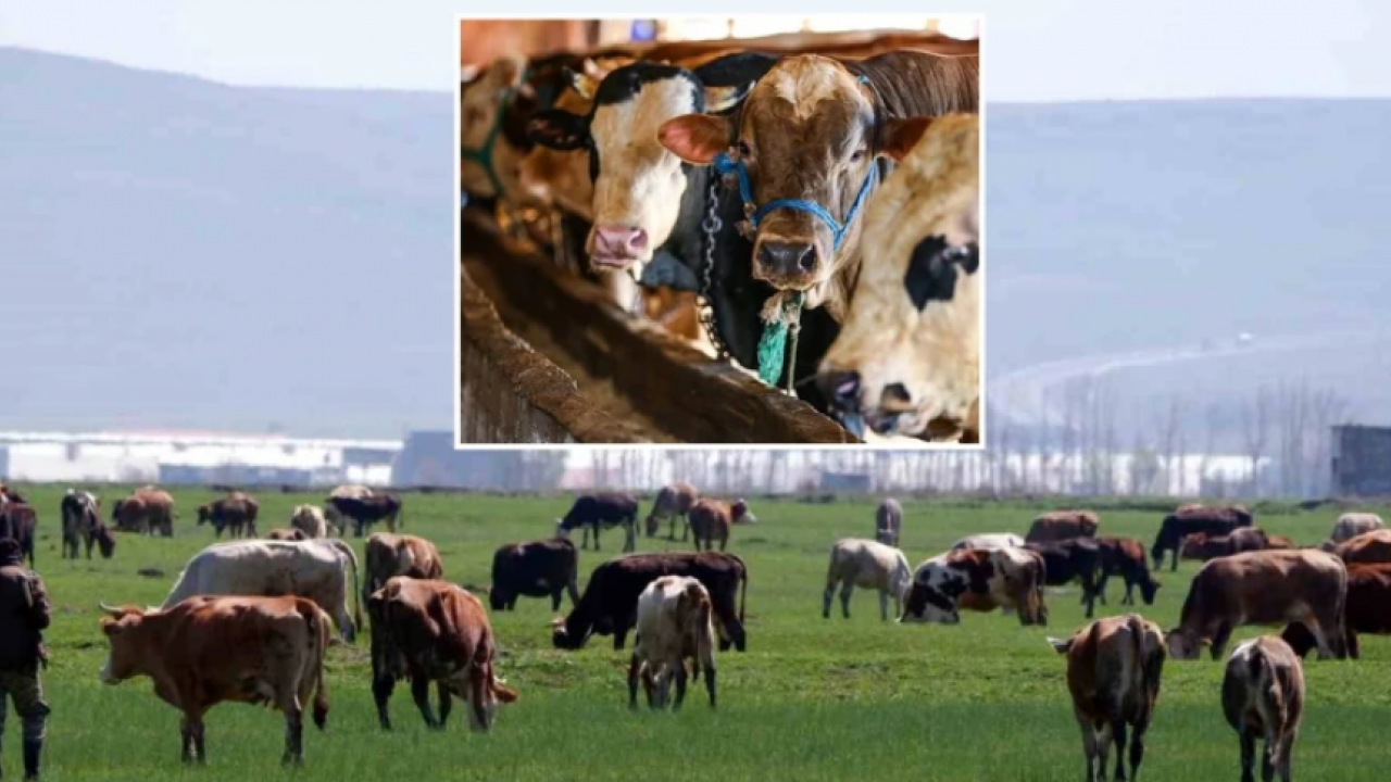 Dolandırıcıların yeni tuzağına dikkat! Sahte kurban ilanıyla vatandaşı çarpıyorlar