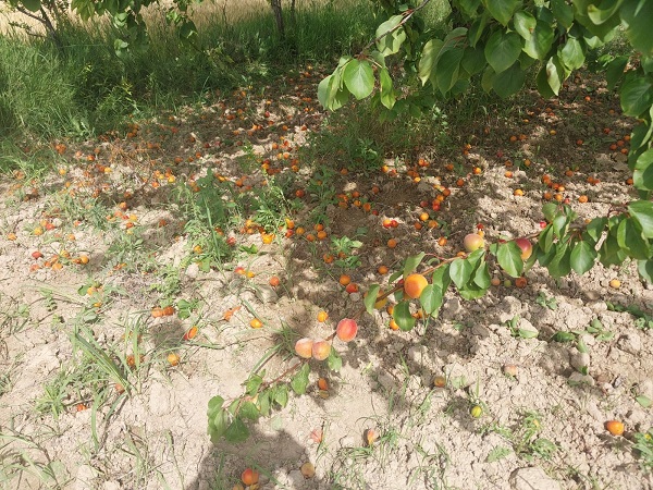 Foto - Dolu meyve ağaçlarını vurdu