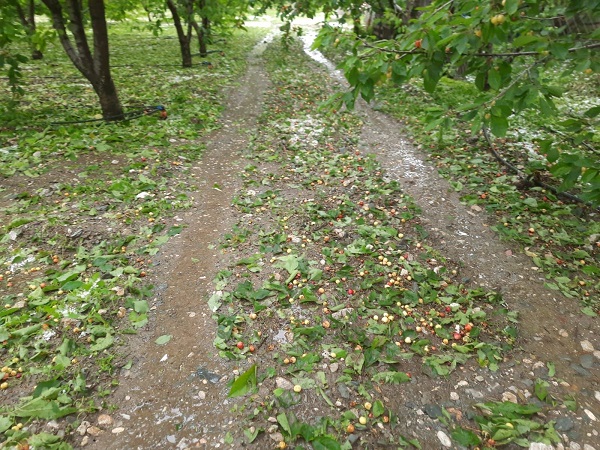 Foto - Dolu meyve ağaçlarını vurdu