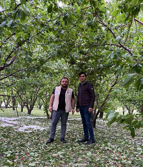 Foto - Dolu meyve ağaçlarını vurdu