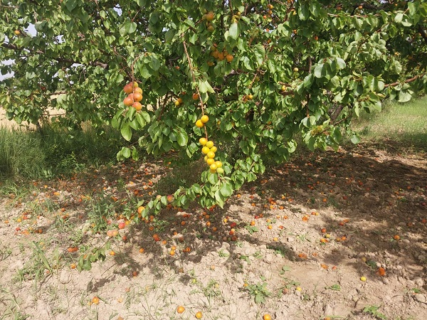 Foto - Dolu meyve ağaçlarını vurdu