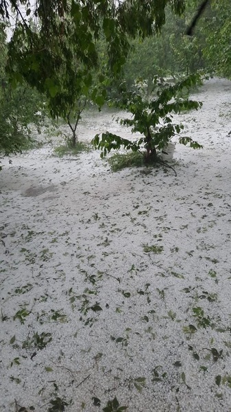 Foto - Dolu meyve ağaçlarını vurdu