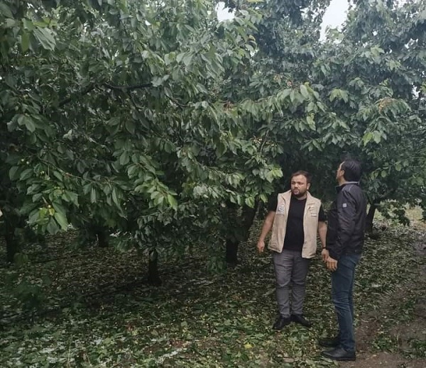 Foto - Dolu meyve ağaçlarını vurdu