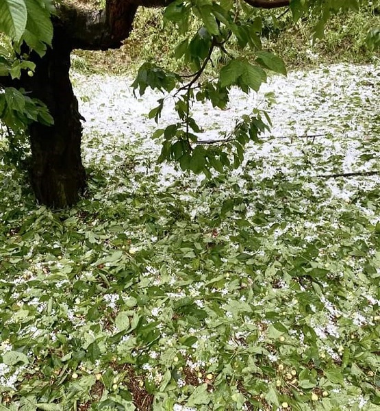 Foto - Dolu meyve ağaçlarını vurdu