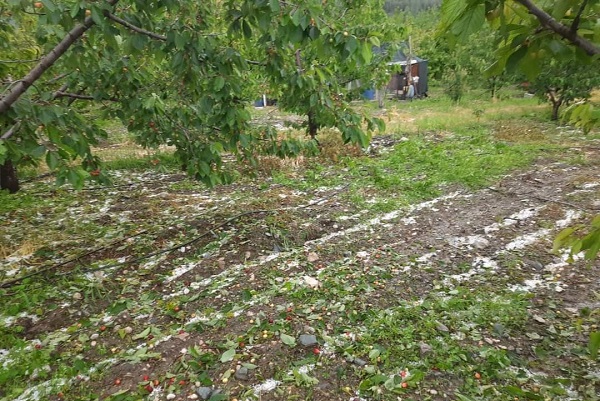 Foto - Dolu meyve ağaçlarını vurdu